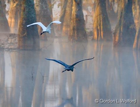 Egret & Heron In Flight_26215.jpg - Great Egret (Ardea alba) and Great Blue Heron (Ardea herodias) flying together. Photographed in the Cypress Island Preserve at Lake Martin near Breaux Bridge, Louisiana, USA.